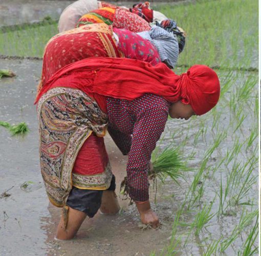 १९ प्रतिशत खेतीयोग्य जमिनमा मात्रै वर्षैभरि सिँचाइ, बाँकीमा वर्षाको भर
